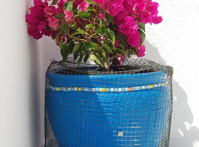 Begonville Apartmán *