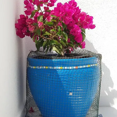 Begonville アパート *